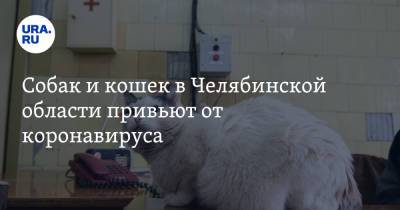 Собак и кошек в Челябинской области привьют от коронавируса