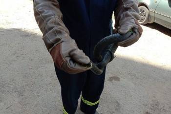 Черная змея, греющаяся на солнышке, навела суету в одном из дворов Череповца