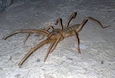 Фаланга: в какой части России живёт самый страшный паук