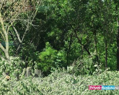 Власти Ростова жалуются на активистов мешающих вырубке деревьев