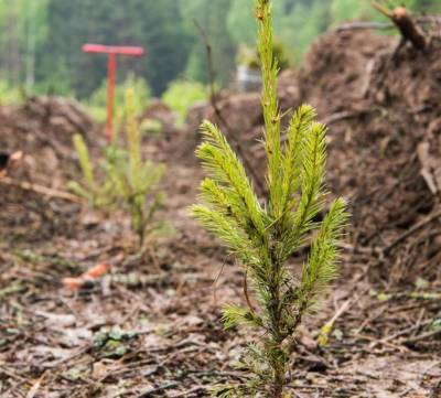 Военная прокуратура Рязанского гарнизона выявила в лесничестве Минобороны нарушения по посадке деревьев