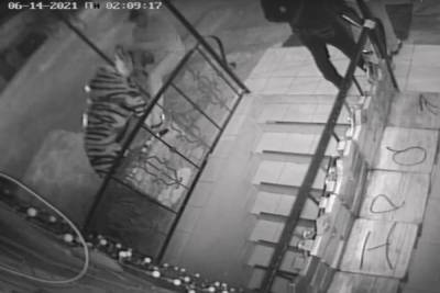 Вандал «изнасиловал» и сломал статую тигра у входа в кафе в Петербурге
