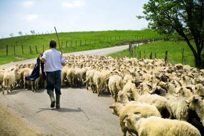 В Астраханской области осудили пастуха, забившего знакомого во время ссоры