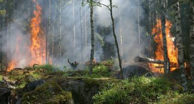 Госведомства Азербайджана выступили с совместным обращением в связи с лесными пожарами
