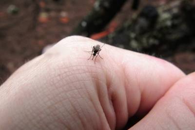 Экологи предупреждают: комары могут стать круглогодичной проблемой