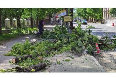 Александр Братчиков объяснил уничтожение деревьев на Максима Горького в Пскове