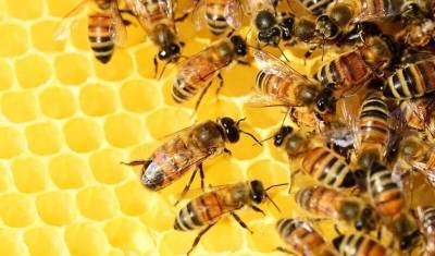 В Башкирии пчеловоды проведут сход граждан из-за массовой гибели пчел