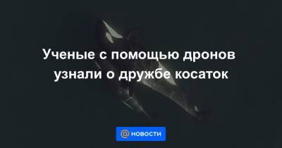 Ученые с помощью дронов узнали о дружбе косаток