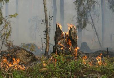 Число природных пожаров в лесах Ленобласти стало на 20% меньше