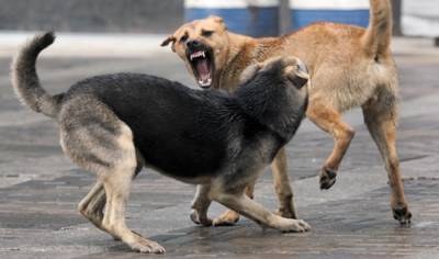 В Астрахани бродячие собаки массово нападают на людей