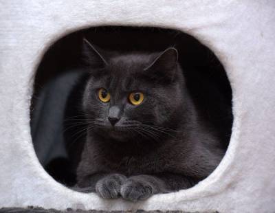Почему кошки прячутся в домиках