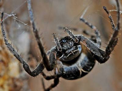 Апокалиптическая картина: пауки захватывают Австралию (фото, видео)