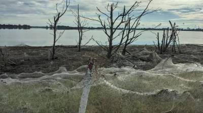 В Австралии после наводнения начался паучий "апокалипсис" (Фото)