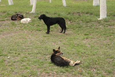В Астрахани чиновника оштрафовали за ненадлежащий отлов собак