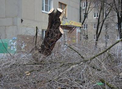 Мэрия Рязани обратилась в прокуратуру из-за вырубки деревьев на улице Яхонтова - ya62.ru - Рязань