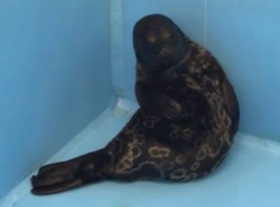 Фонд друзей Балтийской нерпы спас очередного тюлененка — видео