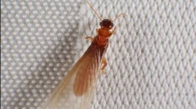 Нашествие термитов в Петах-Тикве: насекомые терроризируют детей