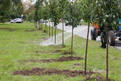 Засохшие саженцы деревьев на улицах Курска заменят новыми