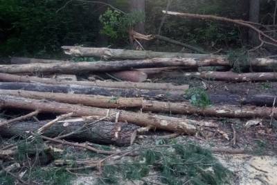 Сведения о незаконной рубке 8,8 гектар леса в Курской области оказались недостоверными
