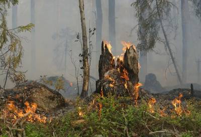 Более 50 пожаров потушили с начала года в лесах Ленинградской области