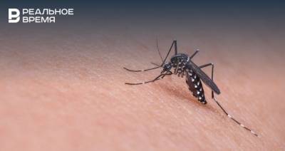 Эксперт объяснил, почему в Татарстане в этом году много комаров