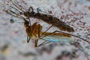 Прогонит напрочь: работающее средство от комаров