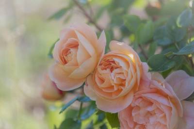 Как нужно поливать розы летом: 4 важных правила
