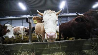 Поднебесный взгляд: Китай проверит экспортеров-животноводов из РФ по видео