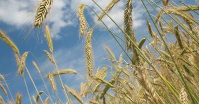 Урожай зерновых в Украине в 2021 году вырастет на 15% — прогноз - delo.ua