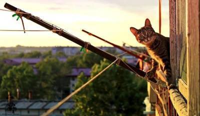 Кошки и «рефлекс парашюта»: можно ли говорить о феномене?