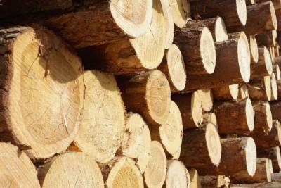 Штрафов на 2,9 млн р за нарушение лесного законодательства выписали в Забайкалье