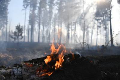 Десять лесных пожаров на площади свыше 23 тыс. га тушат в Якутии