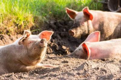 Хабаровчане жалуются на неприятные запахи от свиней в центре города