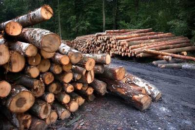 Сотрудники Зилаирского лесхоза попались на незаконной рубке леса на сумму пять млн рублей