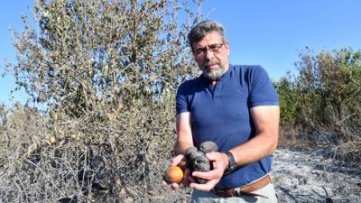 Снова огненный террор у границы с Газой: фермеры призывают правительство к более жестким мерам