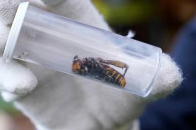 В американском штате был замечен первый в 2021 году шершень-убийца: чем опасно насекомое