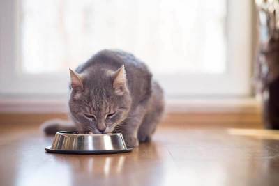 Почему ваша кошка или кот постоянно просит есть?