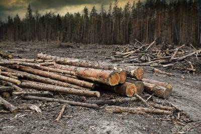 В Новосибирской области лесничих обвинили в незаконной продаже леса в Караканском бору