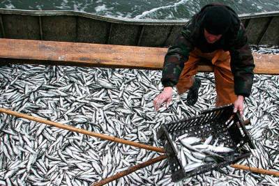 Крупный производитель рыбных консервов рассказал о массовой подделке сайры