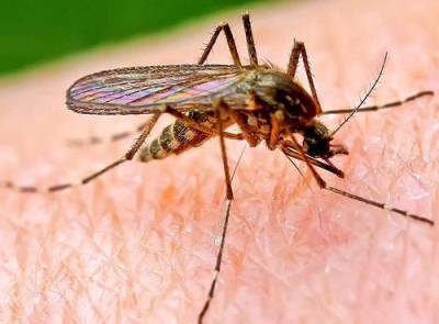 Как обезопасить себя от переносимых комарами вирусов - argumenti.ru