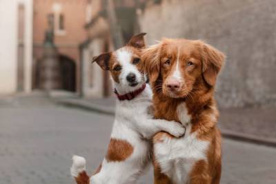 Неугодные соседи: жительница Покровки через суд выселила двух собак из квартиры