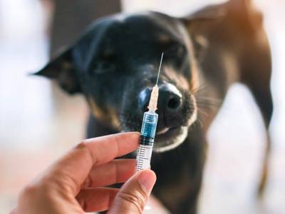 В Челябинской области началась вакцинация кошек и собак от COVID-19