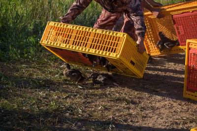 В Весёловское водохранилище Сальского района выпустили более 800 уток-крякв