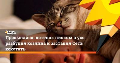 Просыпайся: котёнок писком в ухо разбудил хозяина и заставил Сеть хохотать
