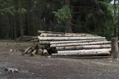 В Марий Эл возбуждено уголовное дело из-за незаконной реализации леса