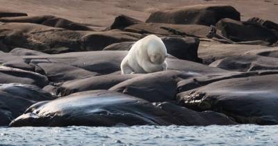 Ученые предупреждают: в Арктике скоро наступит глобальное потепление