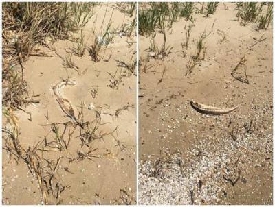 Мертвую рыбу начали находить на берегу Таганрогского залива местные жители