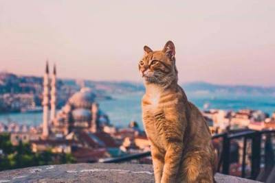 Как самостоятельно организовать путешествие в Стамбул