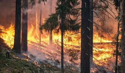 Иркутская область получит более 200 млн рублей на борьбу с лесными пожарами