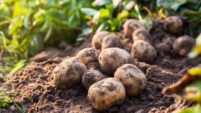 Эксперты назвали простой способ вырастить крупный картофель